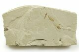 Eocene Fossil Cricket and Crane Fly - Green River Formation #368754-1
